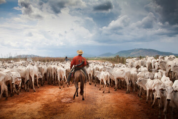 Comitiva de gado nelore em estada de terra na Amazônia -.rodovia PA 150..