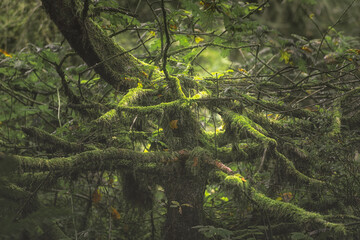 Swineholes Wood. Vibrant green moody, ethereal UK forest woodland trees, and foliage.