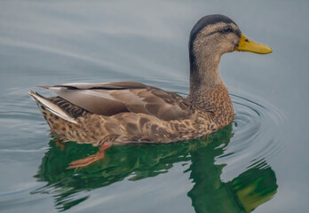 A female mallard duck swimming near the shores of the Upper Zurich Lake (Obersee), Holzsteg, Rapperswil, St. Gallen, Switzerland