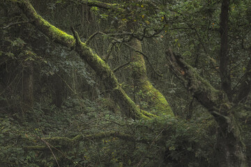 Swineholes Wood. Vibrant green moody, ethereal UK forest woodland trees, and foliage.