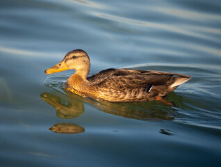 A female mallard duck swimming near the shores of the Upper Zurich Lake (Obersee), Holzsteg, Rapperswil, St. Gallen, Switzerland