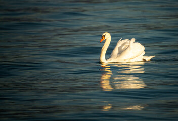 The exquisite elegance of swans swimming near the shores of the Upper Zurich Lake (Obersee), Holzsteg, Rapperswil, St. Gallen, Switzerland