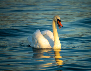 The exquisite elegance of swans swimming near the shores of the Upper Zurich Lake (Obersee), Holzsteg, Rapperswil, St. Gallen, Switzerland