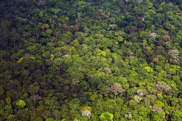 Vista aérea da floresta amazônica