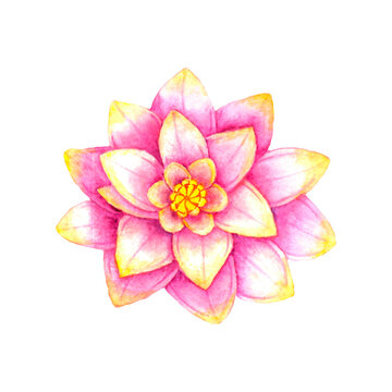 Beautiful Lotus flower,symbol of purity and brightening.Watercolor floral illustration.Hand drawn painting.On white background.Image for spa,yoga meditation,wedding greetings,postcards,stickers,print