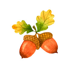 Oak acorns and leaves .Autumn hand drawn illustration.Watercolor stock image,isolated on white background.For seasonal cards,patterns,stickers,print on clothe,gifts,design of cosmetics and medicines.
