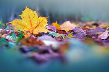 Autumn maple leaf isolated on a color background.