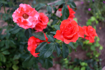 Red flower. Beautiful natural background