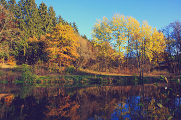 Autumn beech trees on the sun and forest lake.