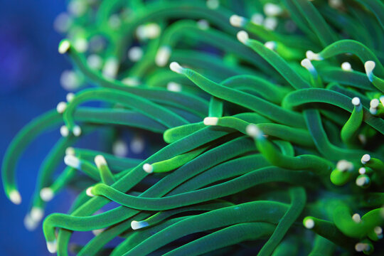 Beautiful euphyllia lps coral in coral reef aquarium tank. Macro shot. Selective focus.