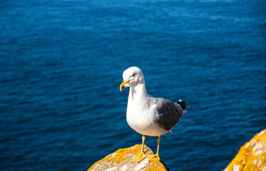 Photo of a beautiful and young seagull on top of a rock with the ocean in the back in Cies Island, in Galicia, Spain. Sunny day, summer, holidays. 