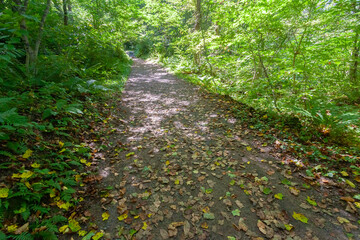 Obraz premium 五色沼自然探勝路