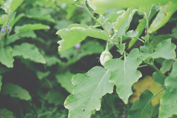 growing eggplant plant in farm