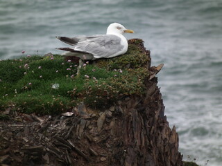 seagull on rock