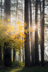 Autumn forest landscape at sunrise with yellow foliage, sunbeams and long shadows of trees. Morning in a pine forest, fall season, golden autumn, Indian summer.