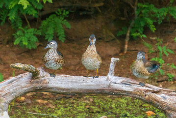Three wood ducks on a branch against a blurred forest background