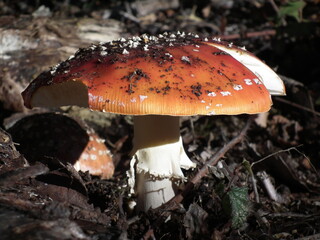 mushroom in the forest