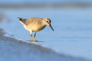 Red Knot (Calidris canutus)
The scaly pattern of their plumage makes for a great eye-catching subject to photograph