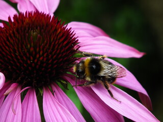 bee on flower
