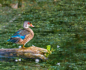 A single male wood duck on a log in the water