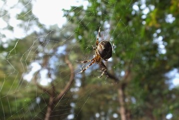 spider on web