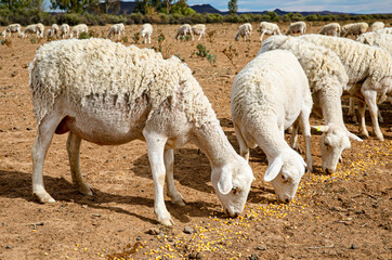 Hungry Karoo sheep enjoy the dry yellow mealies on a sheep farm near Williston in South Africa. The...