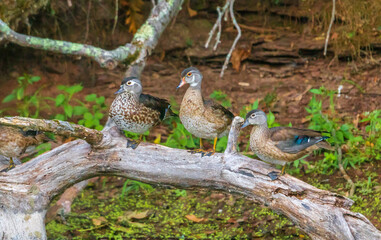 Three wood ducks on a branch