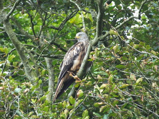 Red Kite on a branch