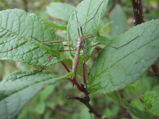 Bug on a leaf