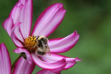 bee on flower