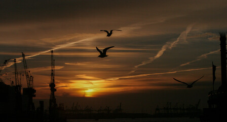Obraz na płótnie Canvas Silhouette images of seabirds in flight against dramatic sunset light