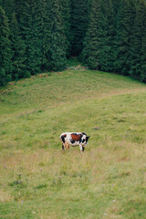 Cow with a bell on his neck on a mountain pasture. Vertical mountain landscape with a meadow, coniferous forest and a cow.