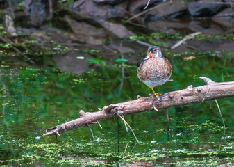 Male wood duck on a branch over water