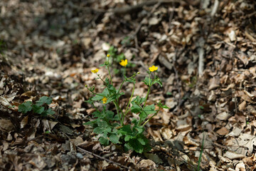Butterblumen blühen auf dem Waldboden im Frühling