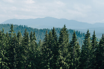 Landscape. Background. Spruce forest on a background of mountain landscape and sky. Copy space. Mountain landscape with coniferous forest