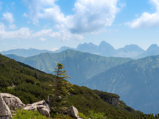 One single tree groths out of the rock with mountains in bakground.