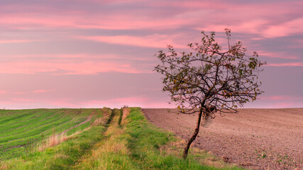 Jabłoń © KrzysztofAleksander
