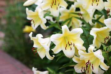 Сlose-up of beautiful white lilies flowers. Bouquet of flowers. Flowers background 