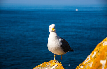 Photo of a beautiful and young seagull on top of a rock with the ocean in the back in Cies Island, in Galicia, Spain. Sunny day, summer, holidays. 