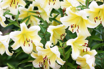 Сlose-up of beautiful white lilies flowers. Bouquet of flowers. Flowers background 