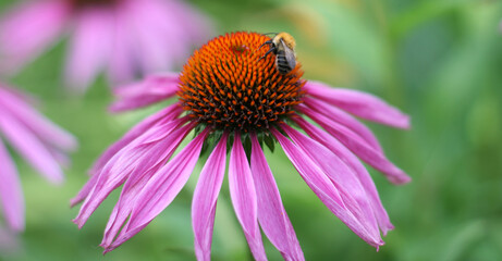 Close up veiw jf echinacea with honey bee. Photo with copy space. Banner size 
