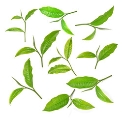 Tea leaves Fresh on white background