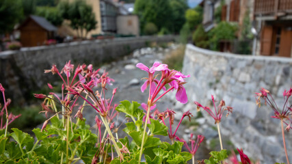 A beautiful close up of pink flowers over a river.
