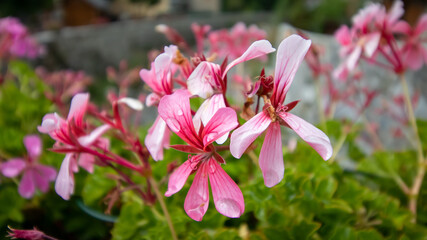 A beautiful close up of pink flowers over a river.
