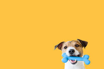 Happy pet dog holding in mouth blue toy bone against solid colour yellow background - obrazy, fototapety, plakaty