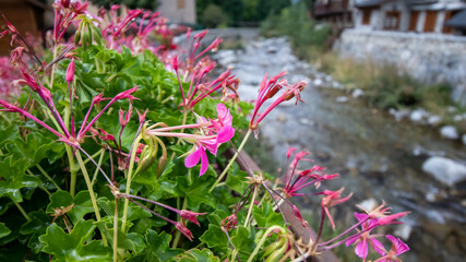 A beautiful close up of pink flowers over a river.
