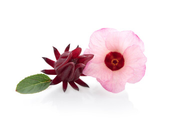 Roselle flower  on white background