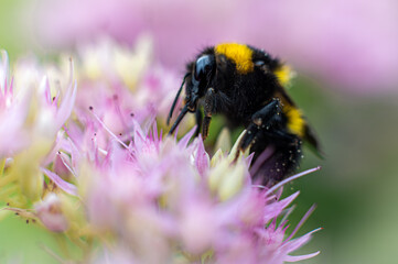 Hummel