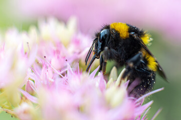 Insektenschutz