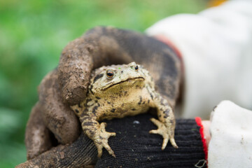 big Toad sitting in man hands in black dirty gloves